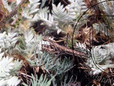 Боливария короткокрылая 003